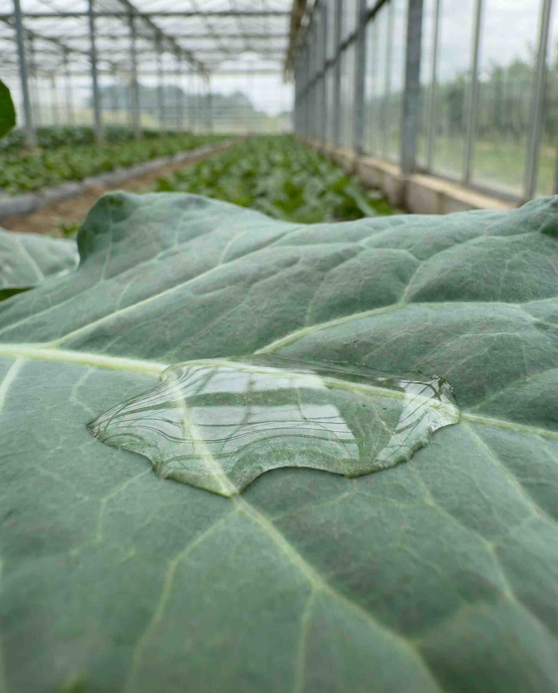 Macro shot of a liquid droplet spreading flat on a waxy green leaf, demonstrating the superior wetting agent properties of Polysorbate 21 in agrochemical sprays.